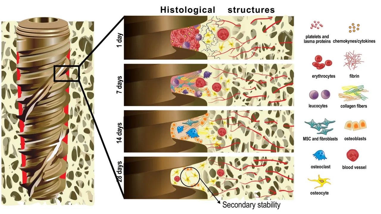 Stomatologia Łabno - aktualności